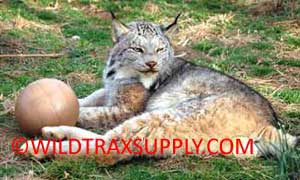 Wild Trax Canadian Lynx
